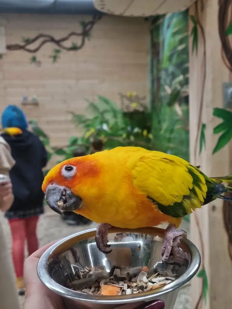 Дом попугаев и пушистиков Оренбург 🦜🦜🦜🦜